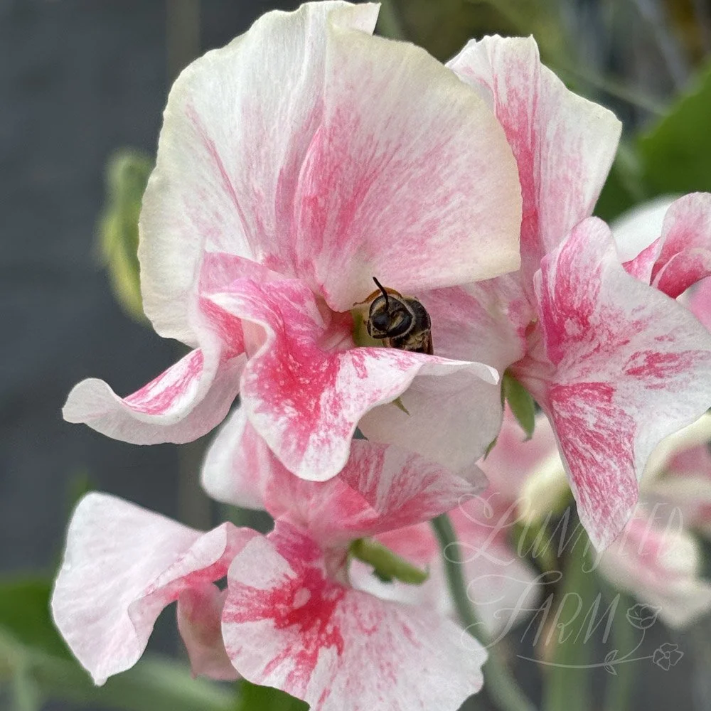 Pearl Anniversary Sweet Pea