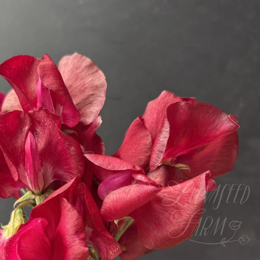 Ernest Ireland Sweet Pea