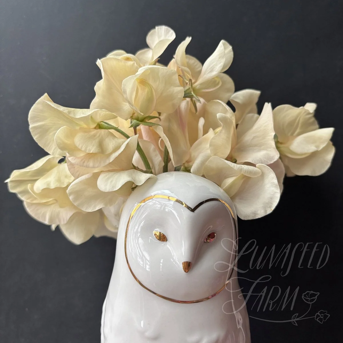 LSF_Juliet_SweetPea_06.jpg