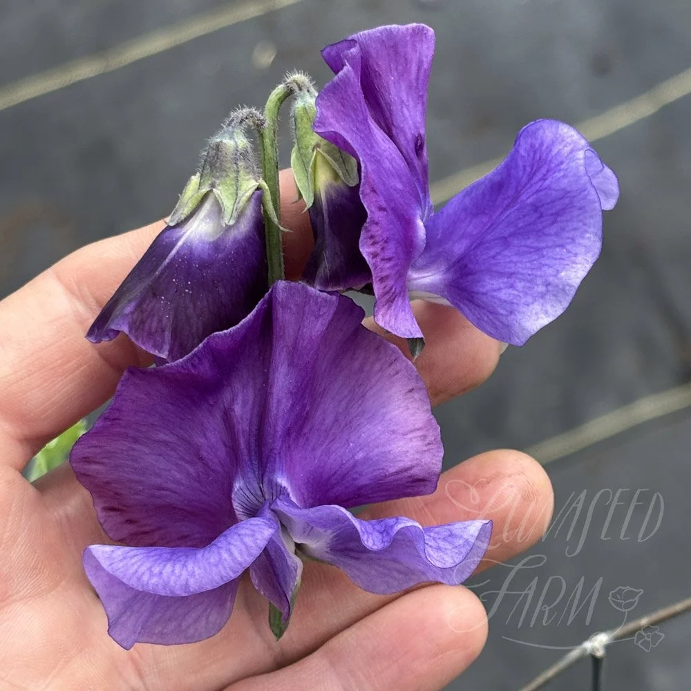 Sweet Pea Newby Blue