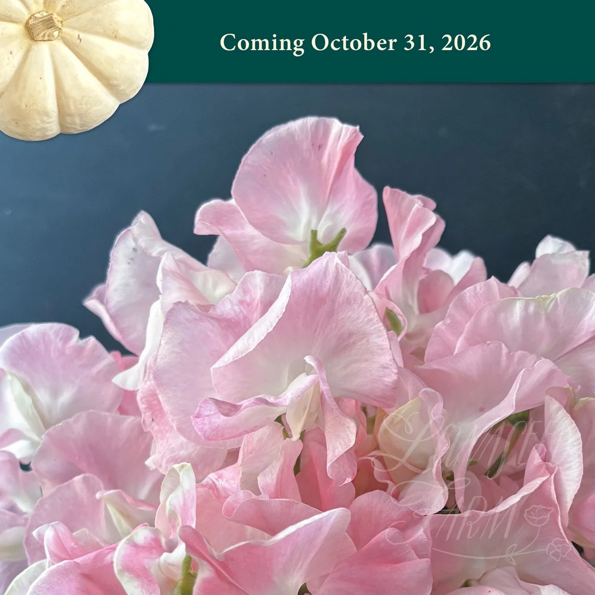 LSF_HarveysBlush_SPea_oct26.jpg