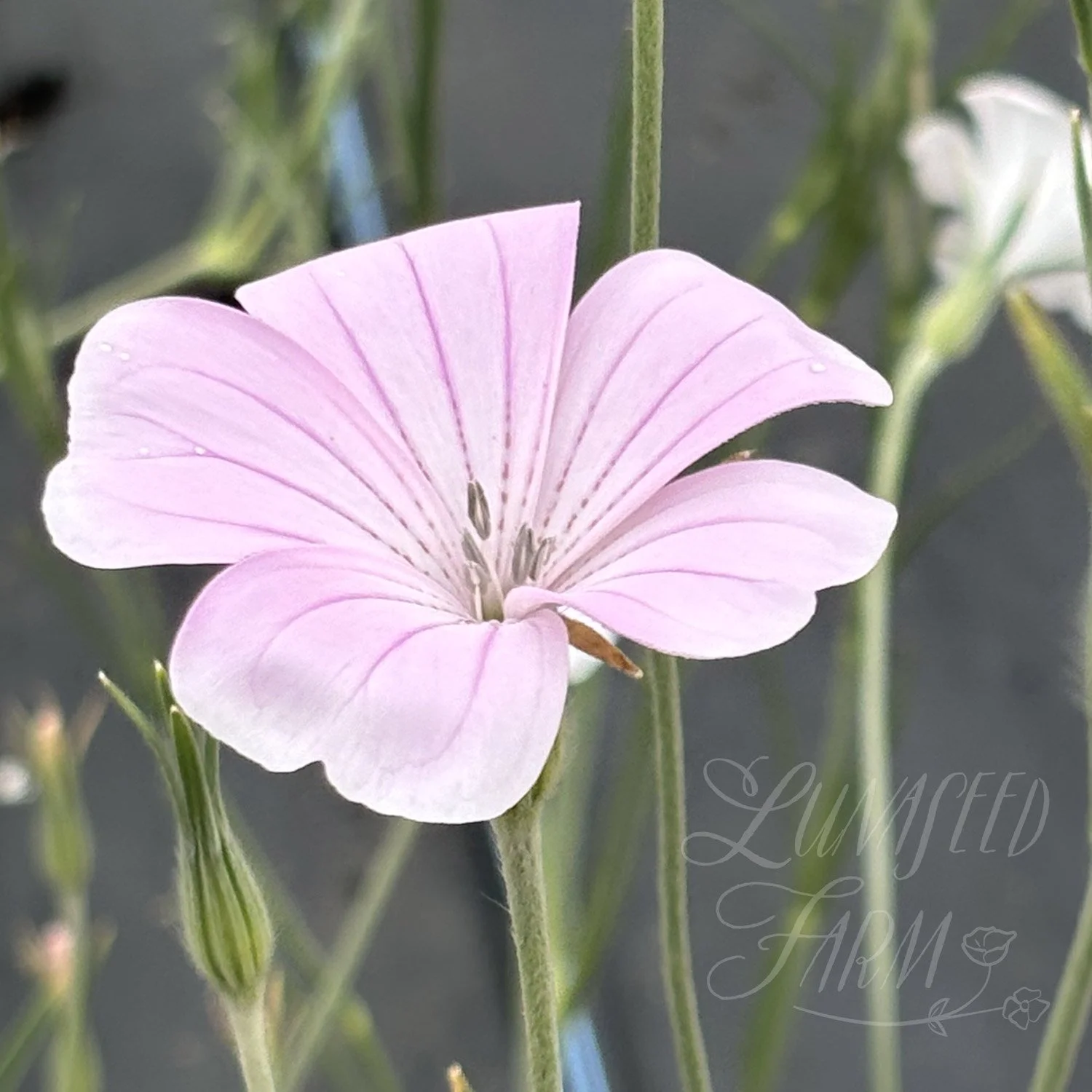 Blossom Pearl Agrostemma Corn Cockle Seed