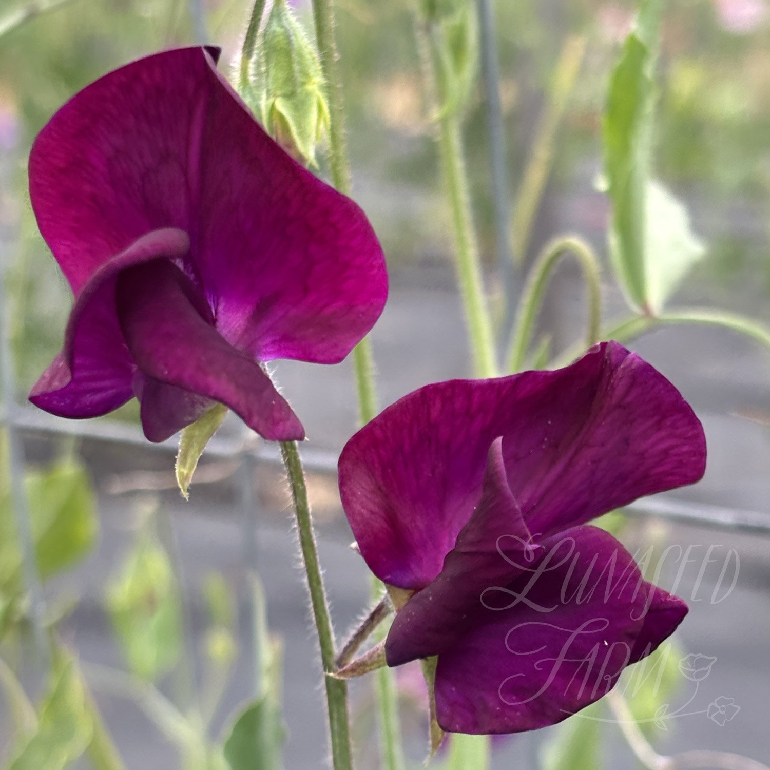 Hannah Dale Sweet Pea Seeds