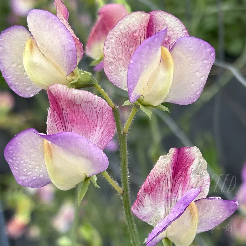 Sweet Pea Spanish Dancer