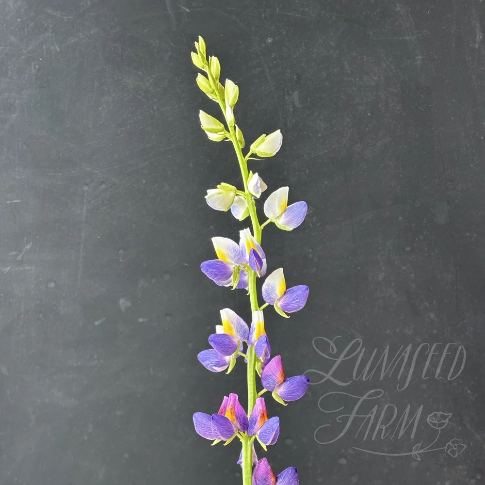 LSF_Lupine_Sunrise_02.jpg