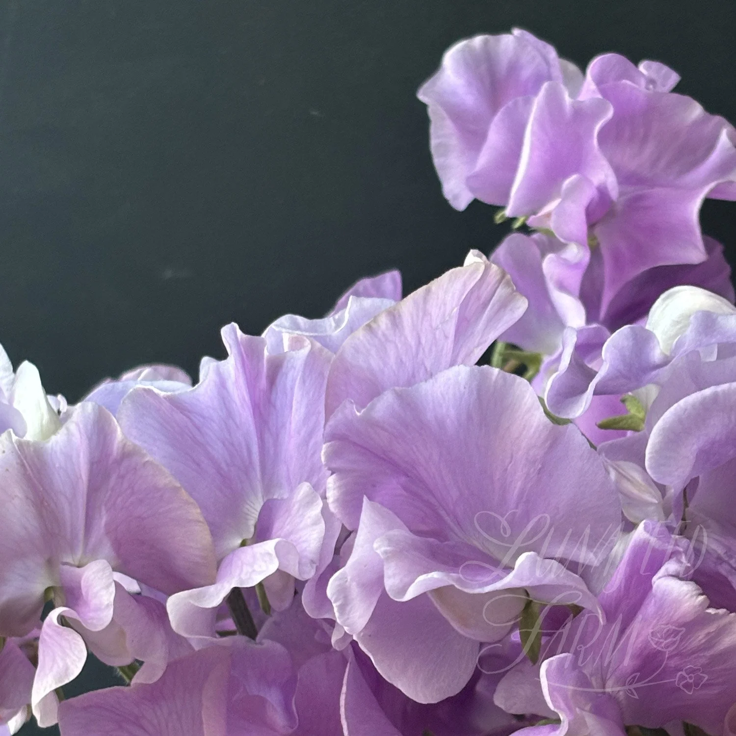 Lady Penny Sweet Pea Seeds