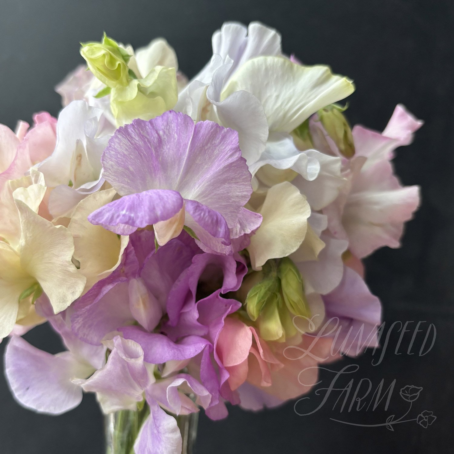 Luminosity pastel sweet pea seed mix
