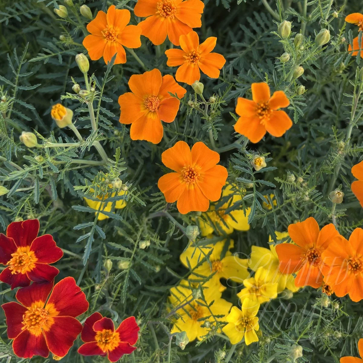 Marigold Signet Starfire flower seeds