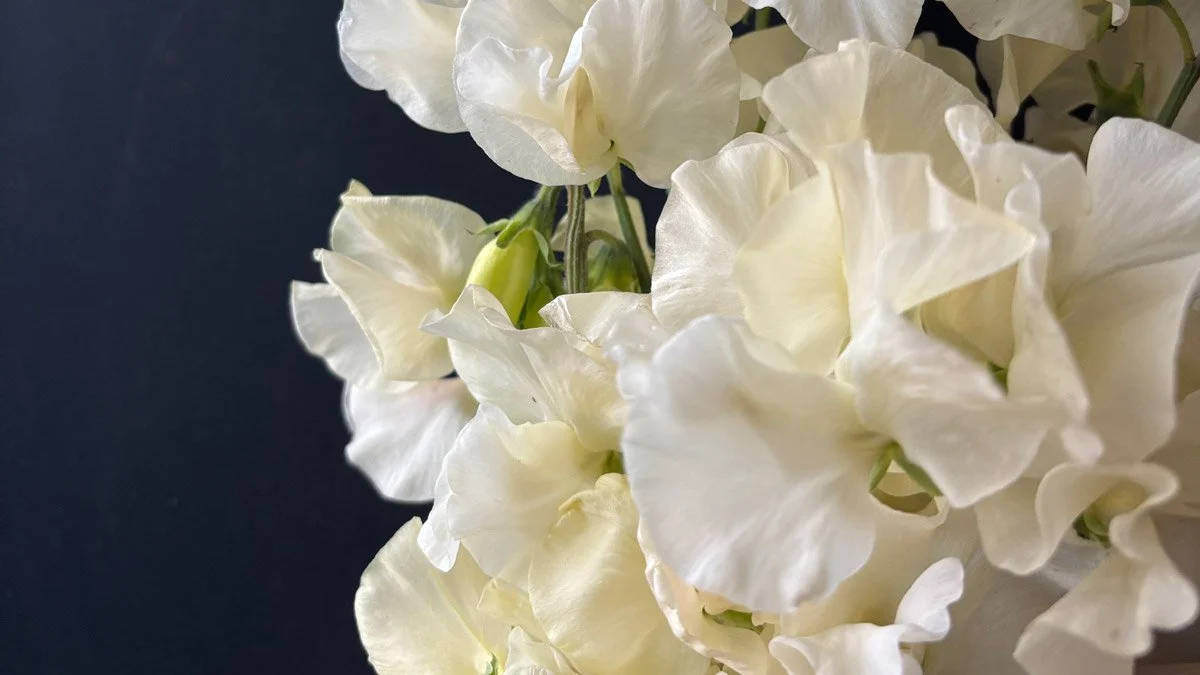 Castle of Mey Sweet Pea