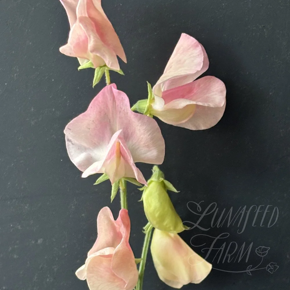 Spring Sunshine Peach Sweet Pea