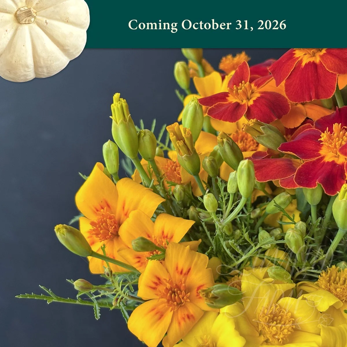 Marigold Signet Starfire flower seeds