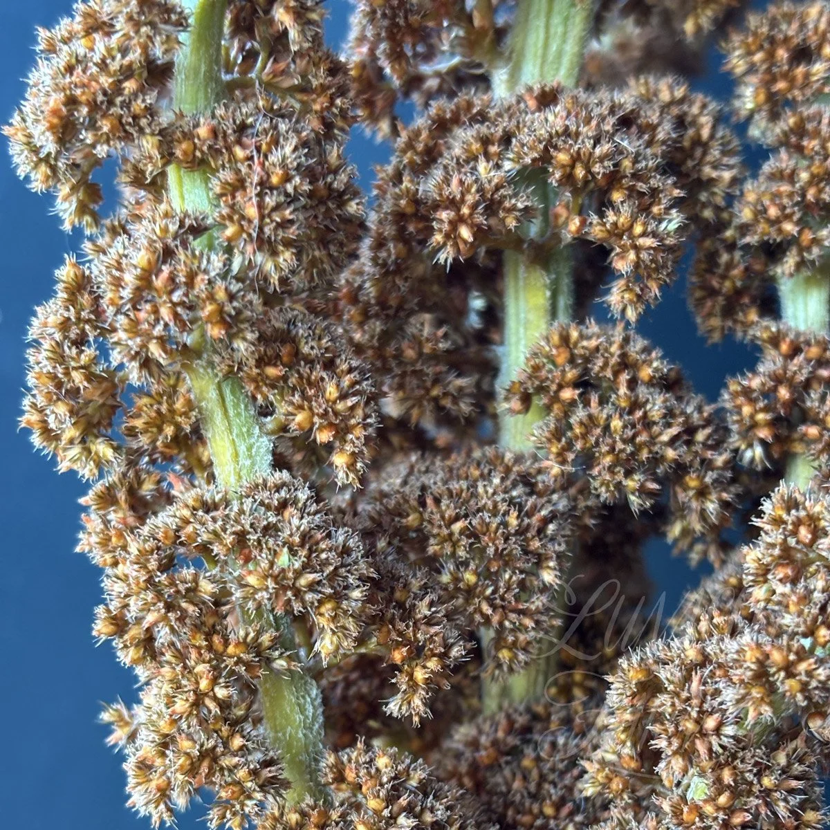 Amaranth 'Hot Biscuits' seeds