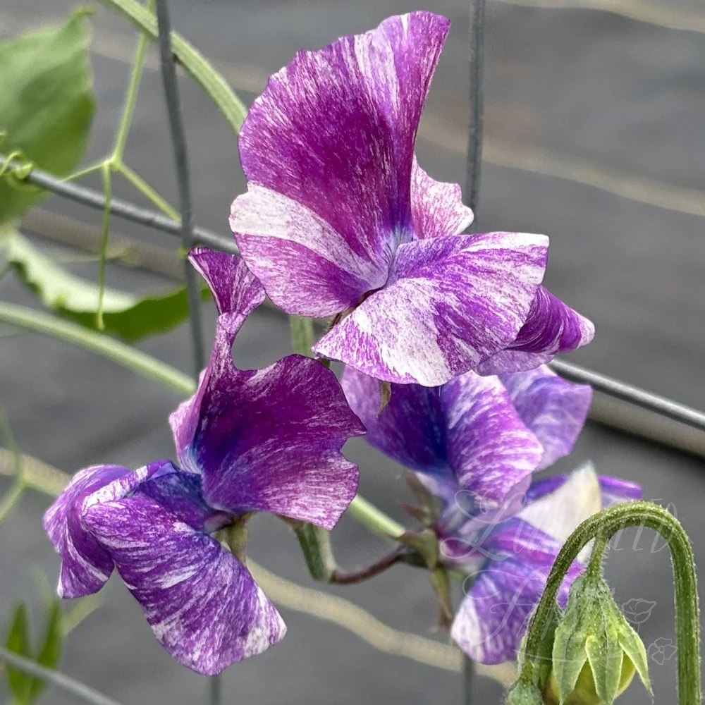 Nebula Sweet Pea