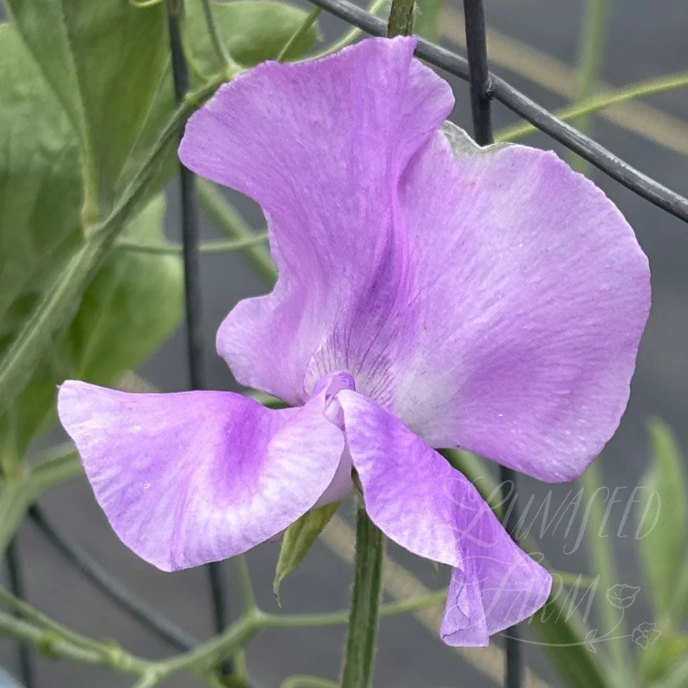 Second Honeymoon Sweet Pea
