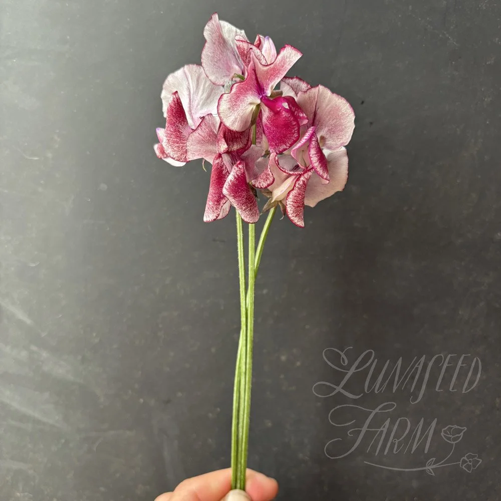 Aurora Borealis Sweet Pea