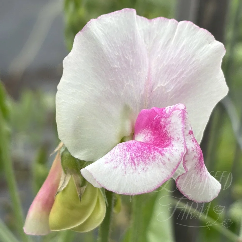 Sweet Pea Karen Michelle 