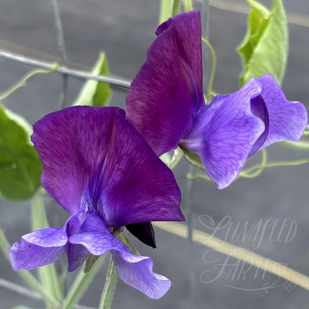 Sweet Pea Just Christine