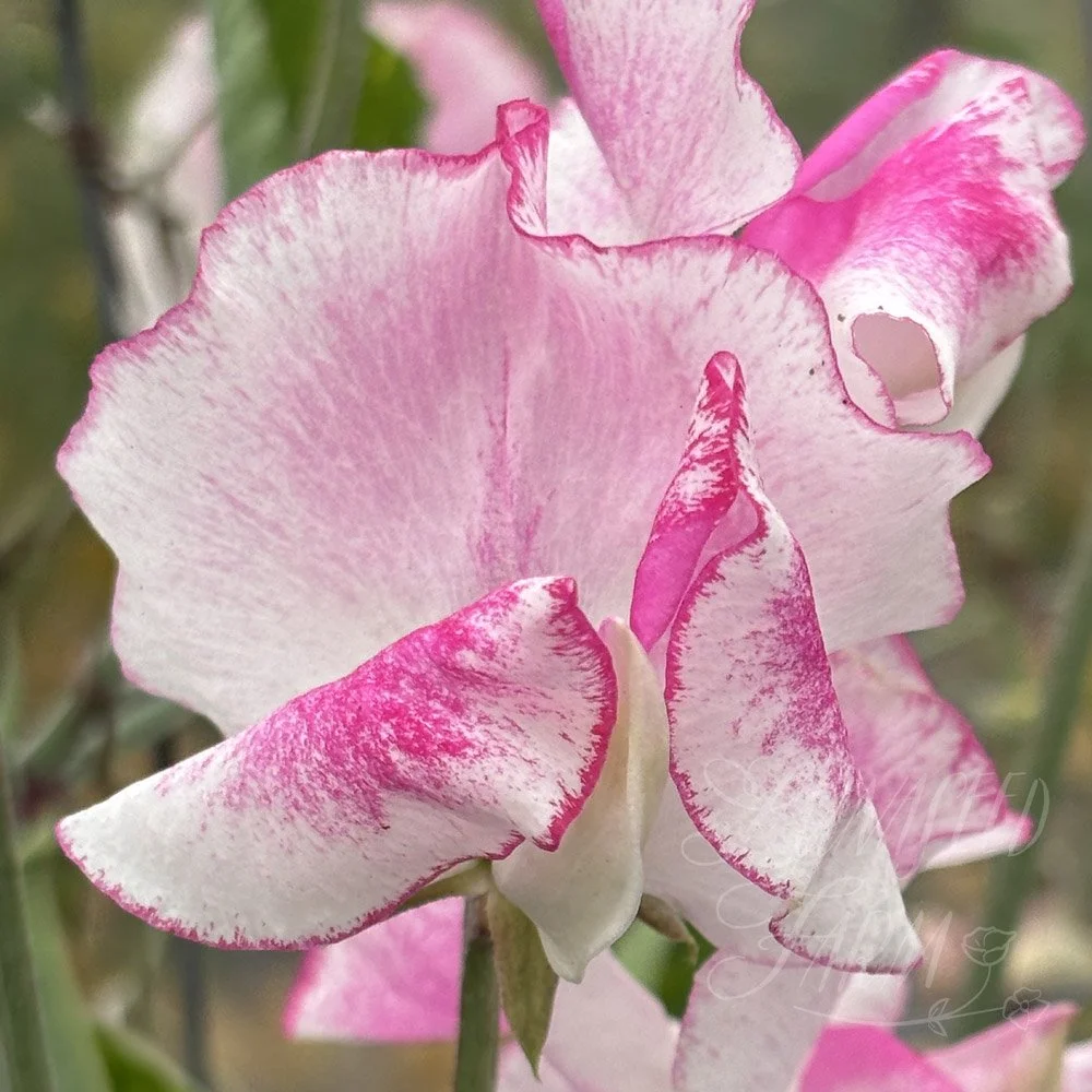 Sweet Pea Karen Michelle 