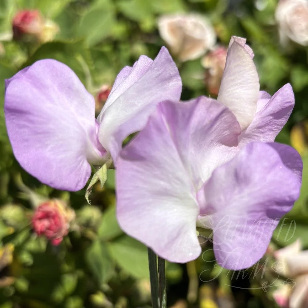 Blue Pearl Sweet Pea