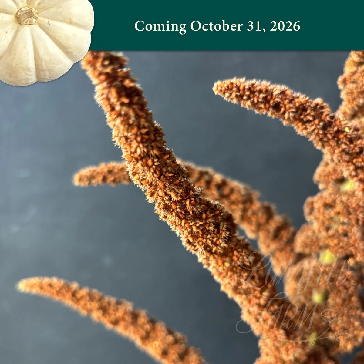 Amaranth 'Hot Biscuits' seeds