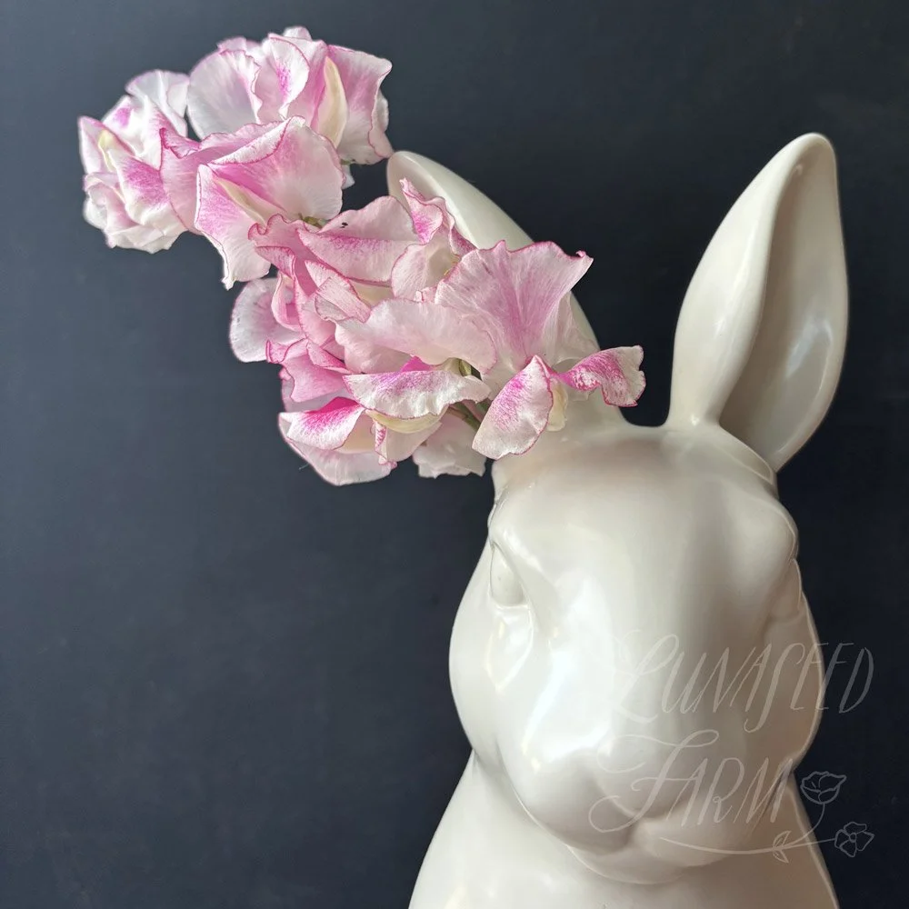 Sweet Pea Karen Michelle 
