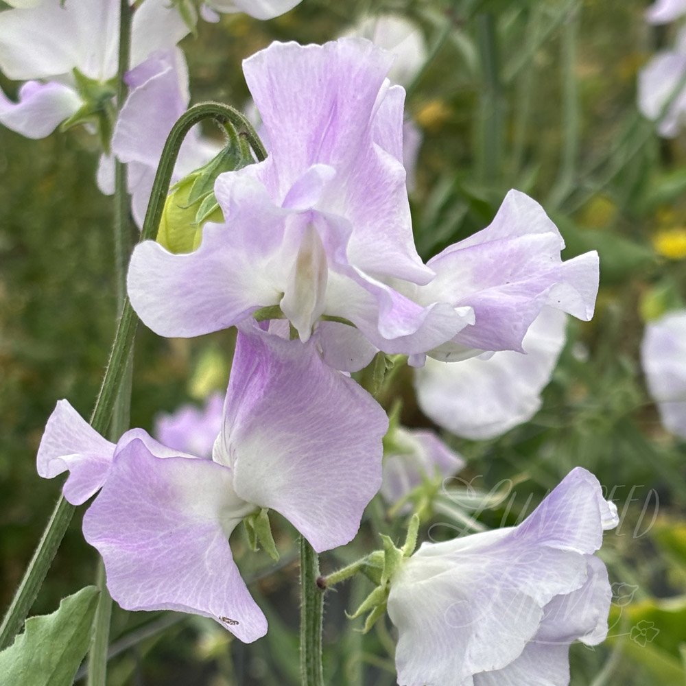 Sweet Pea Piccolo