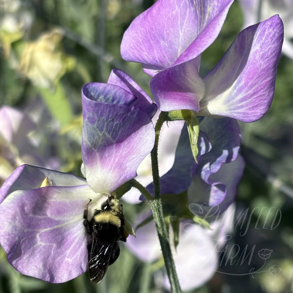 Cream Eggs Sweet Pea