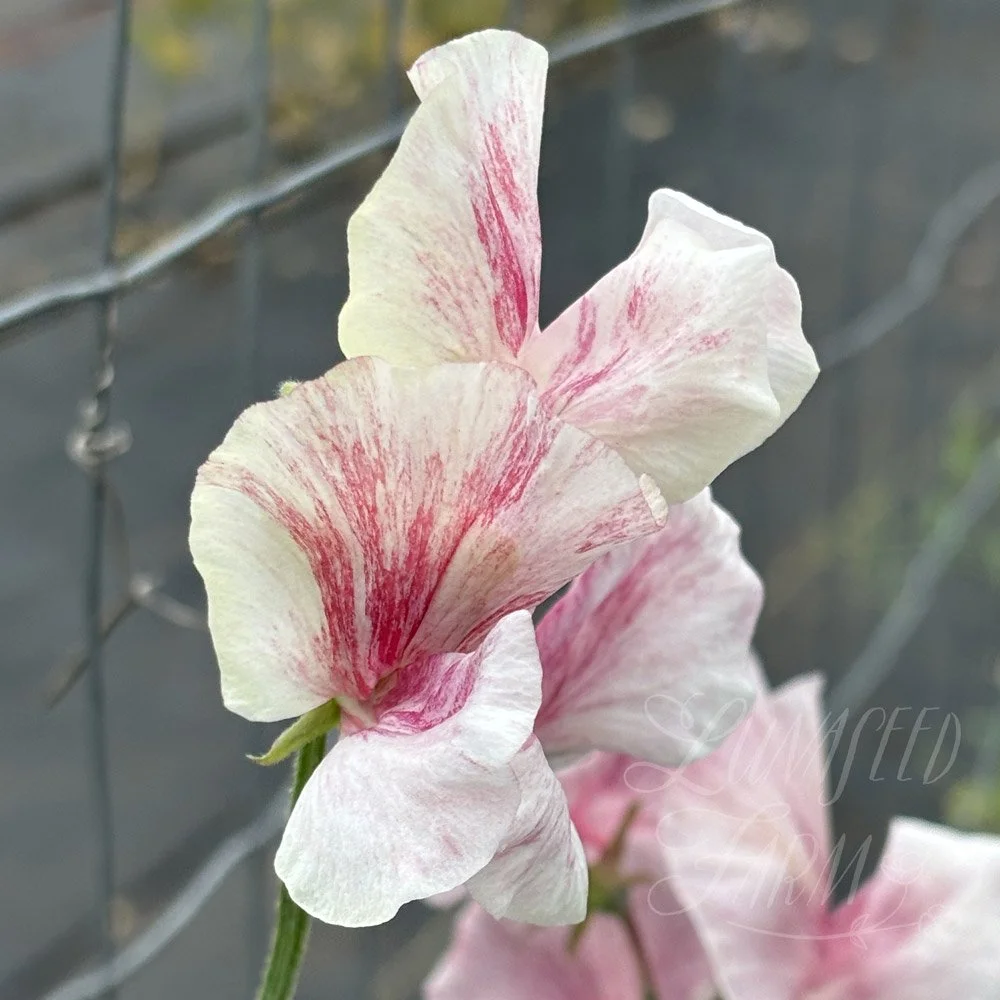 Scarlet Flake Sweet Pea