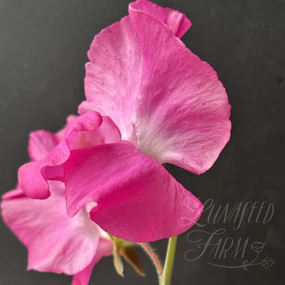 Julie Ann Sweet Pea