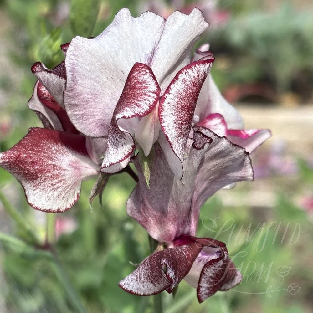 Aurora Borealis Sweet Pea