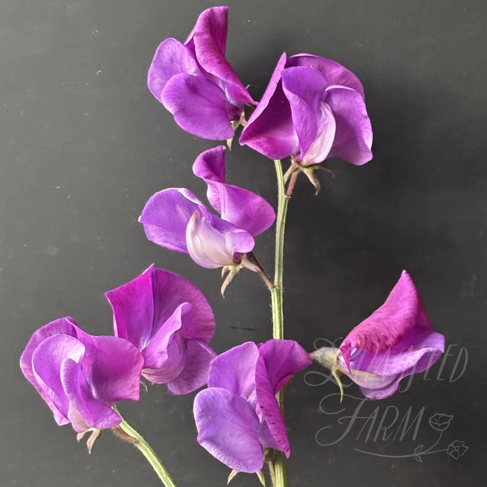 Memories Sweet Pea
