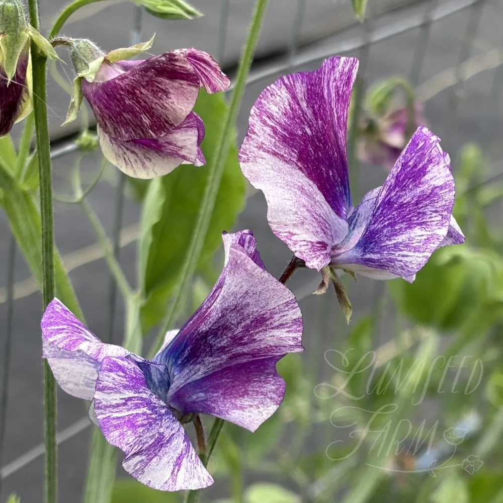 Nebula Sweet Pea