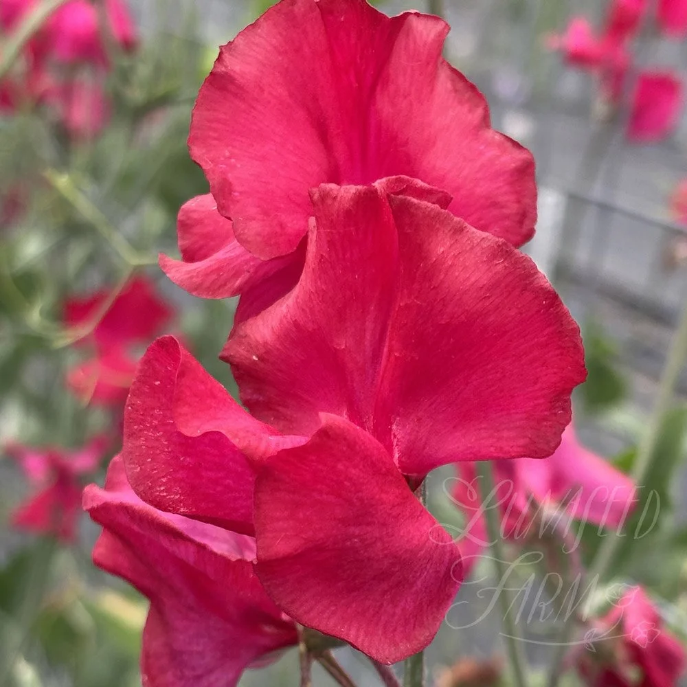 Sweet Pea Judith Wilkinson