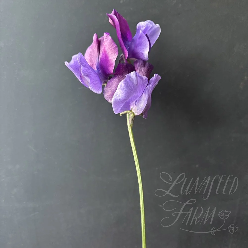 Sweet Pea Just Christine