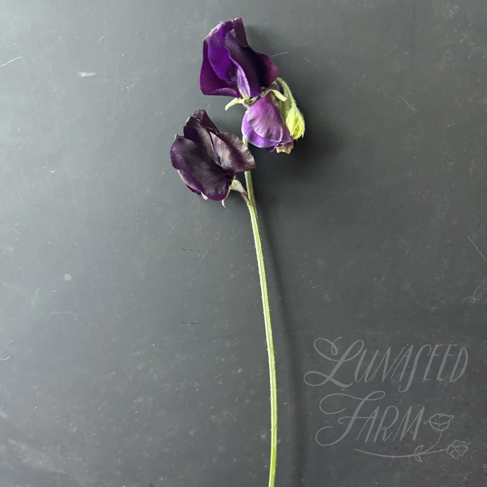 Ada Marie Sweet Pea