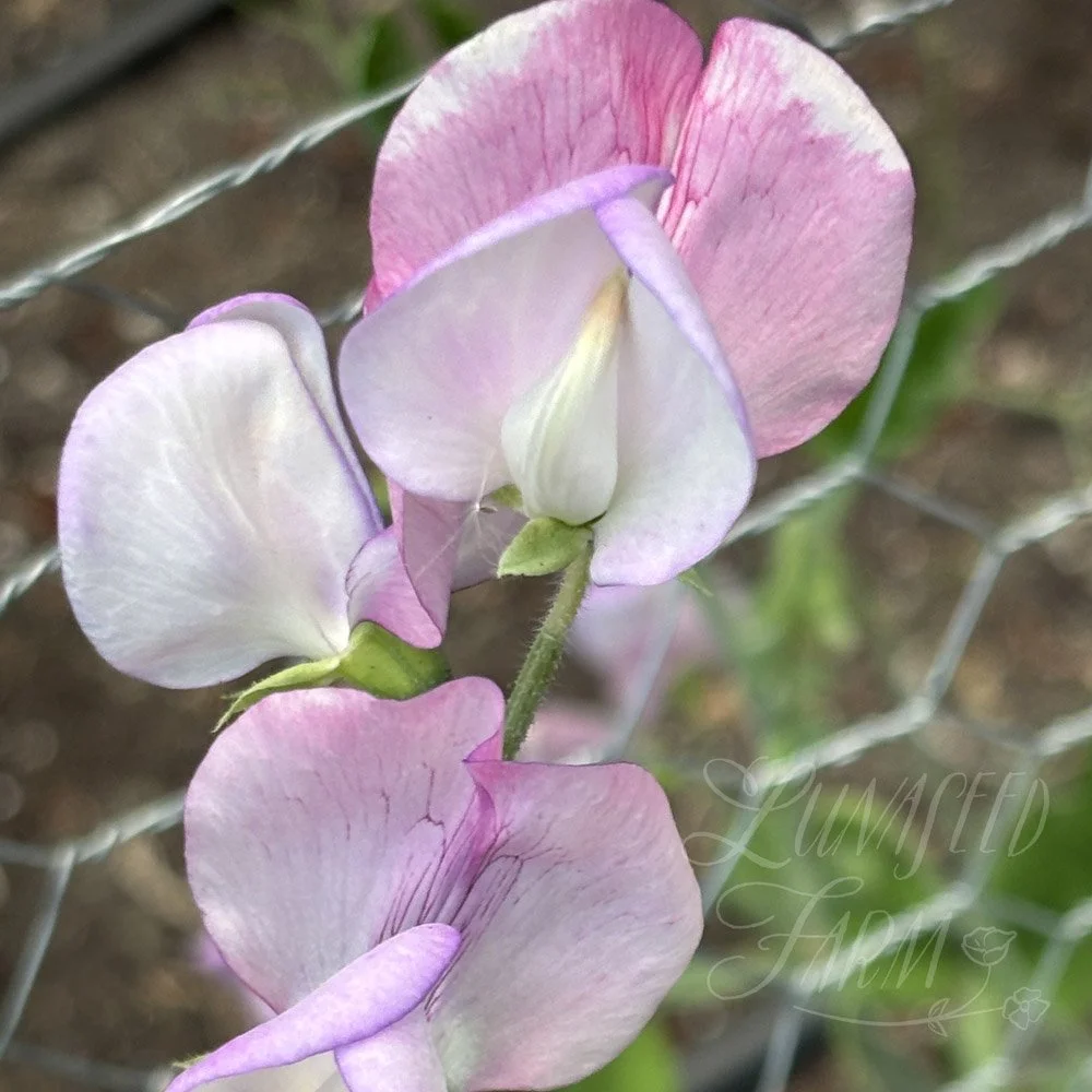 Solway Minuet Sweet Pea