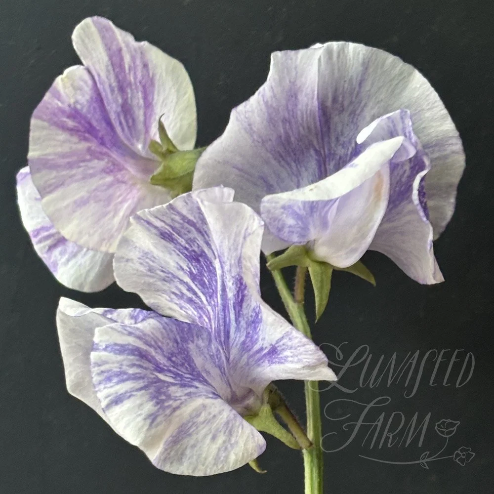 Susan Thomas Sweet Pea