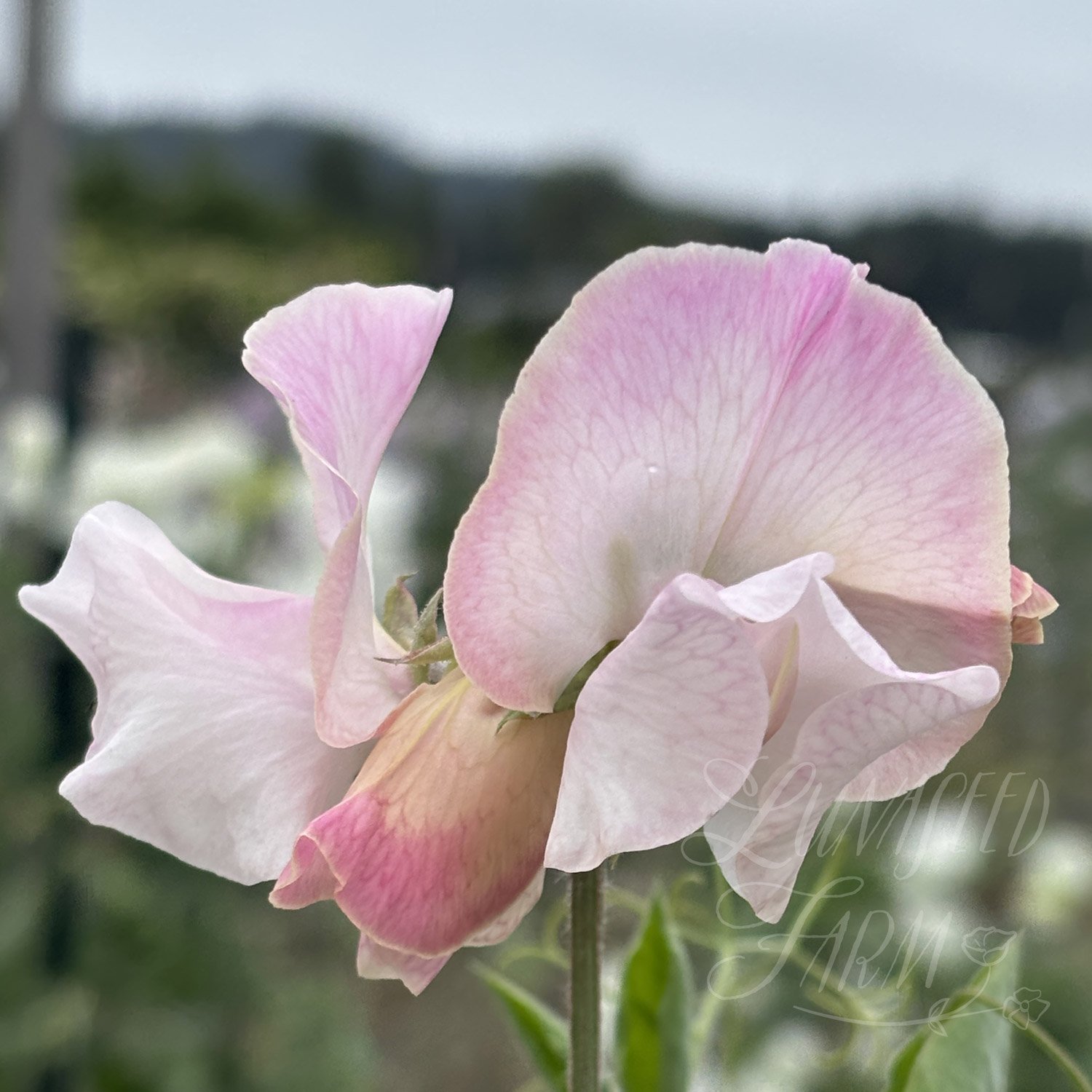 Deborah Devonshire Sweet Pea Seeds