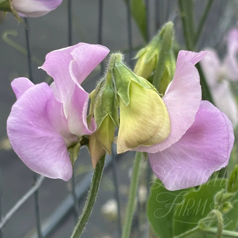 Solstice Opal Sweet Pea Seeds