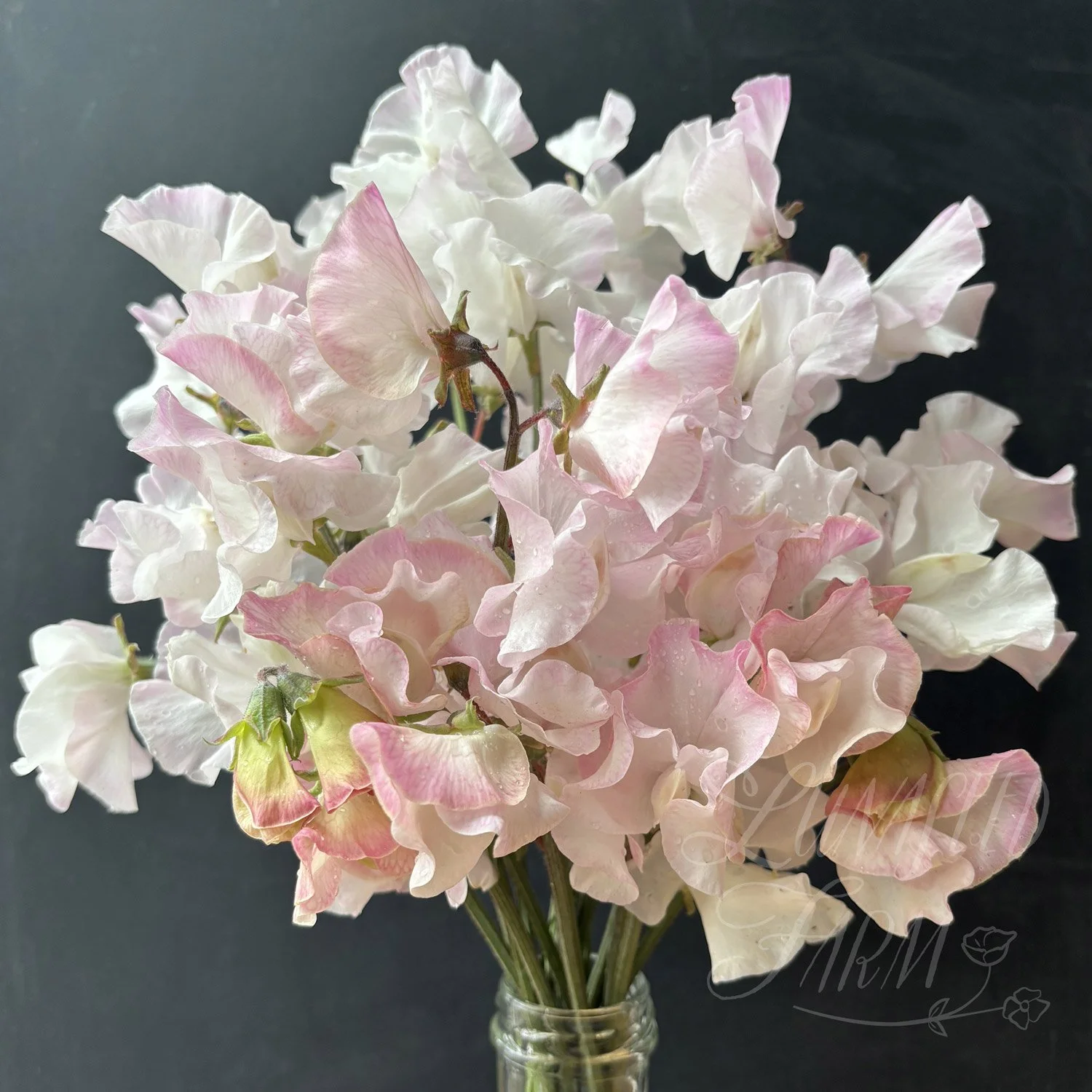 Deborah Devonshire Sweet Pea Seeds