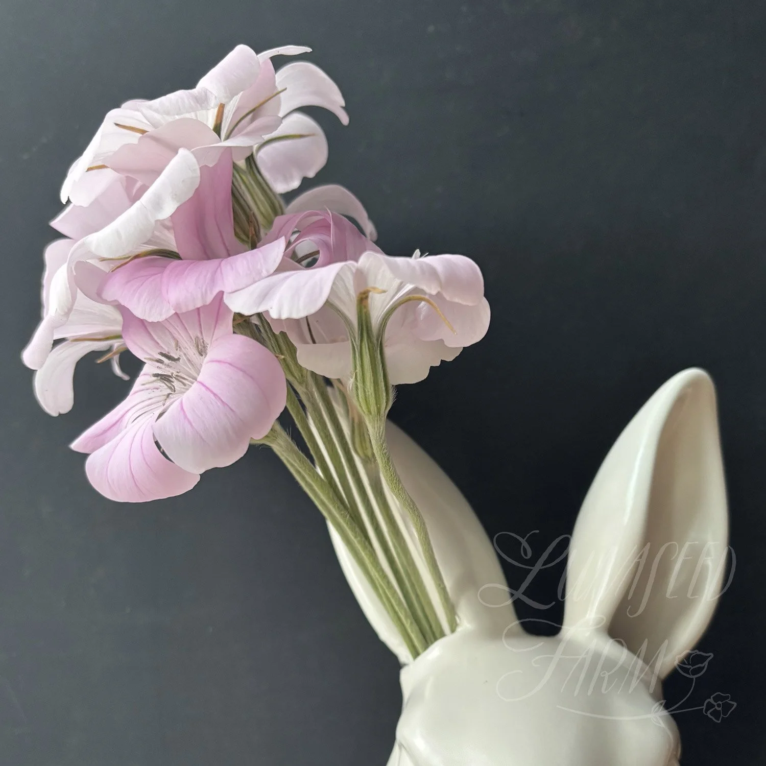 Blossom Pearl Agrostemma Corn Cockle Seed