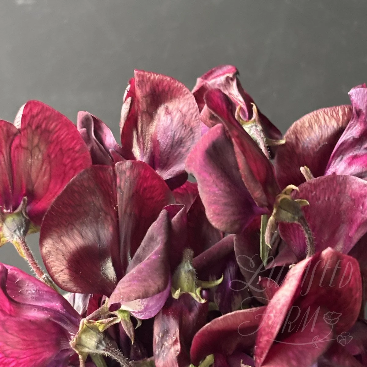 LSF_MontyDon_sweetpea_01.jpg