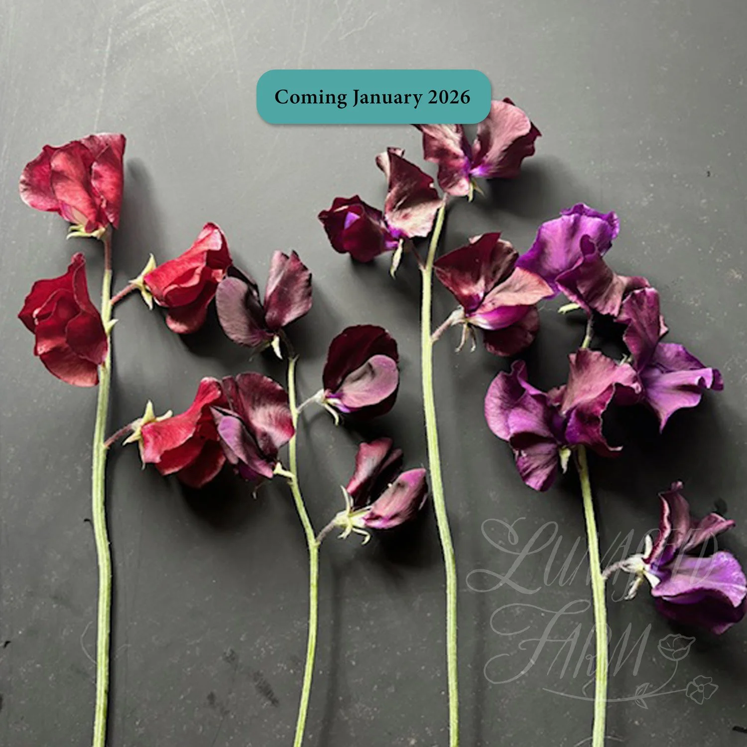 Sweet Pea Mix - Dark Matter