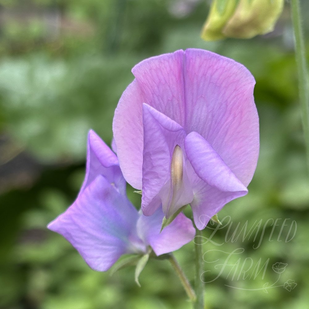 Turquoise Lagoon Sweet Pea