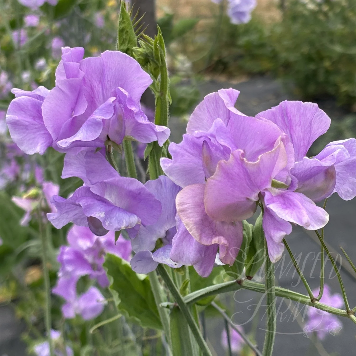 Lady Penny Sweet Pea Seeds