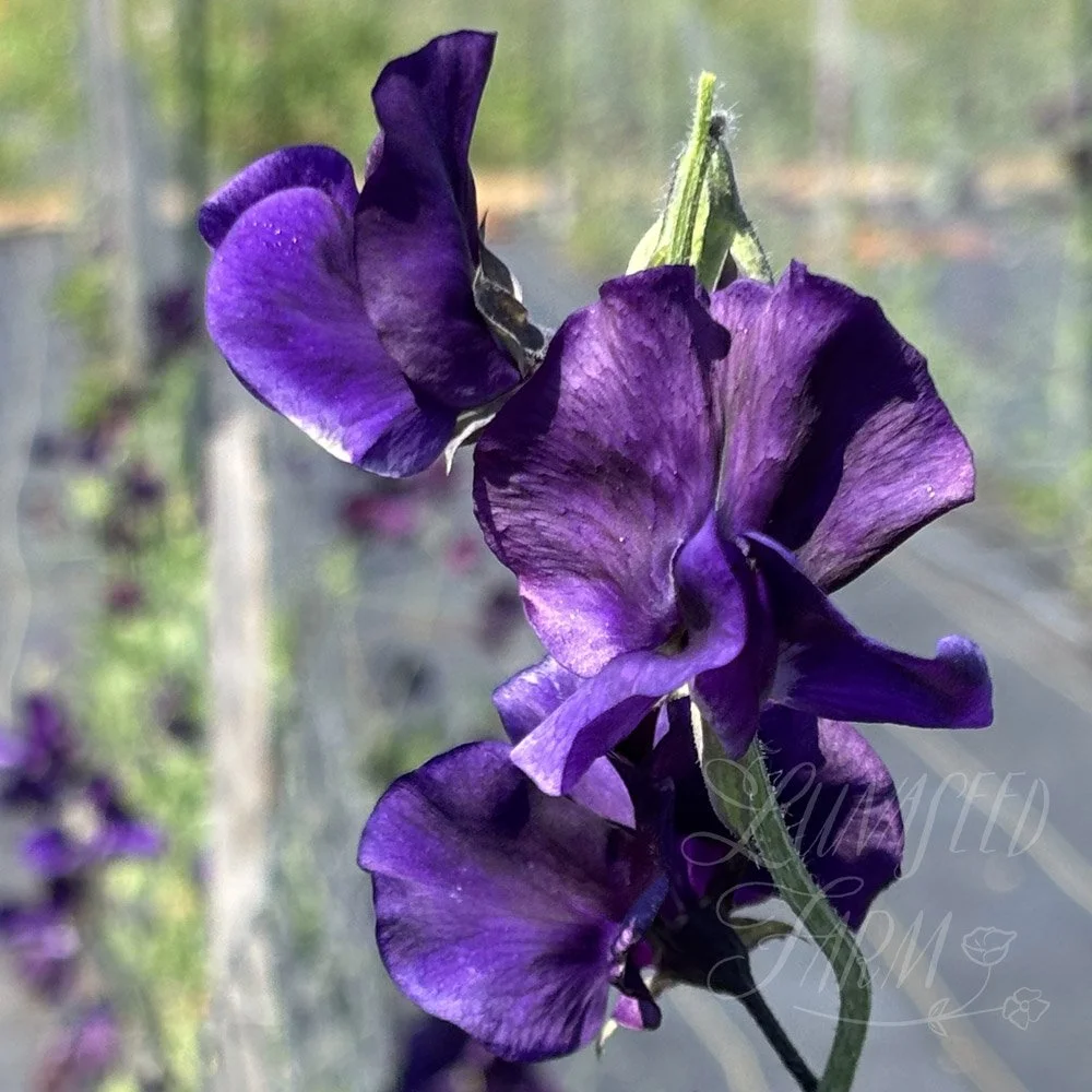 Ada Marie Sweet Pea