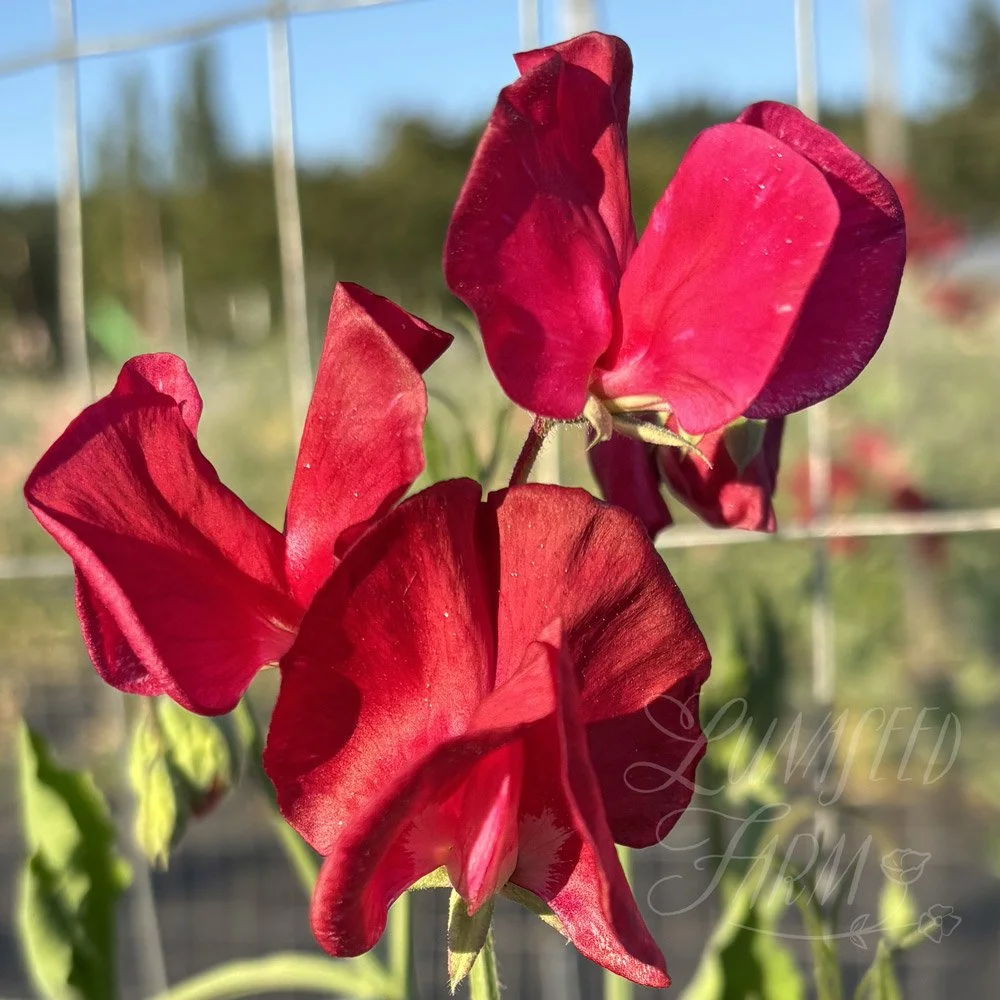 Winston Churchill Sweet Pea