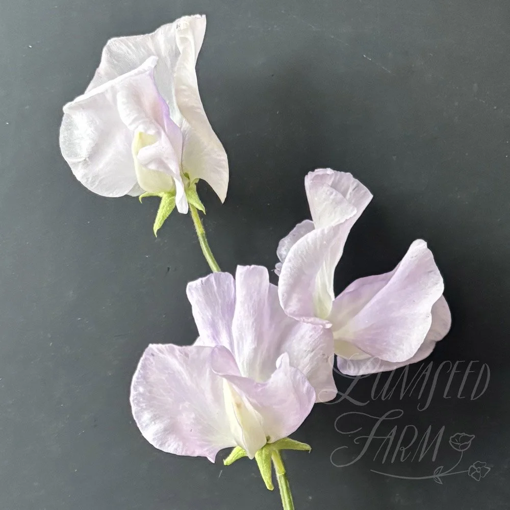 Esmé Rowena Sweet Pea