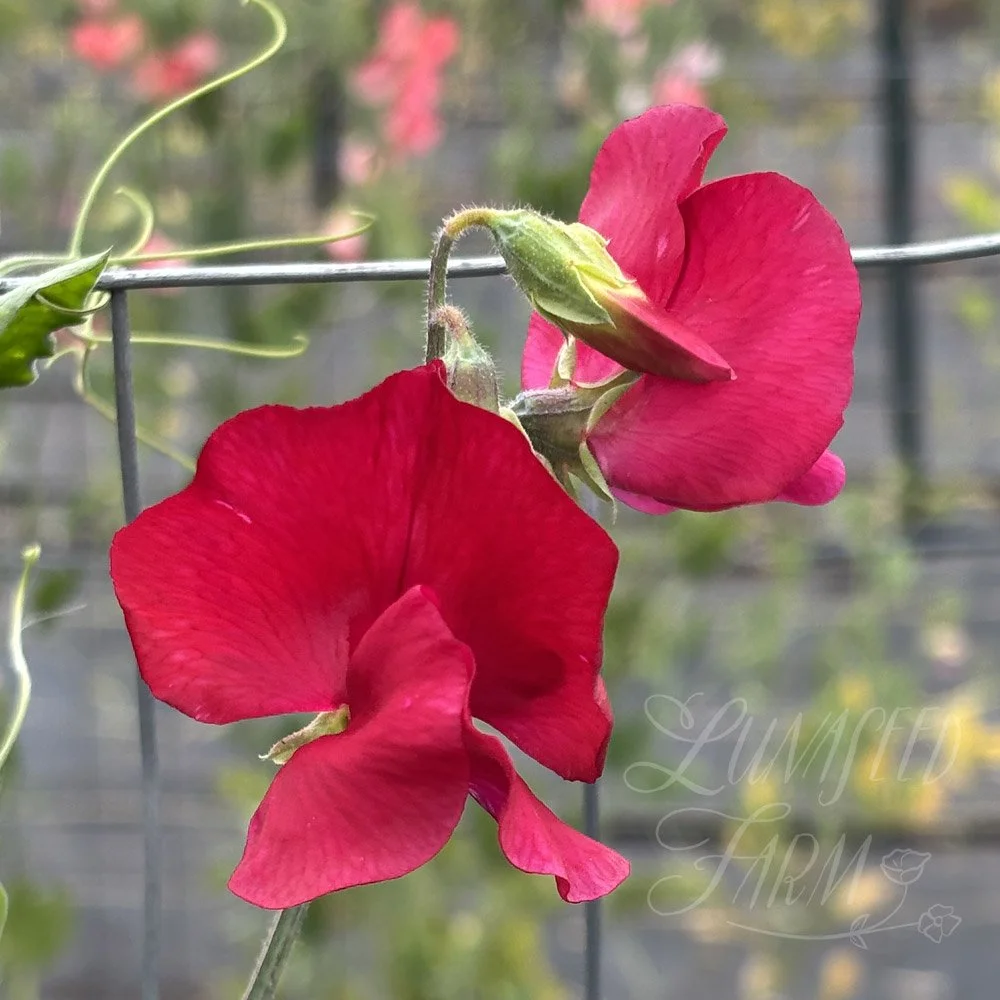 Sweet Pea Ernest Ireland