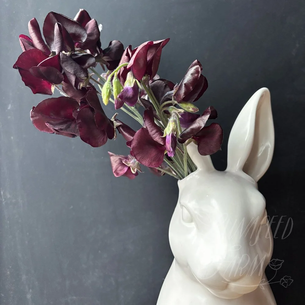 Topsy Sweet Pea
